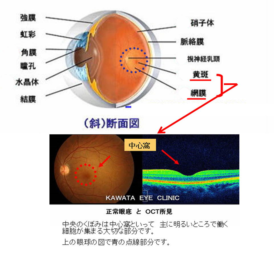 目の断面図
